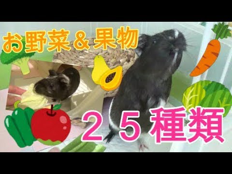 モルモットにあげても良いお野菜＆果物☆I tried giving vegetables and fruits to Rome