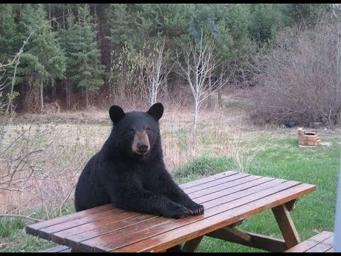 BO7 Zombies But You're Getting Mauled By A Bear