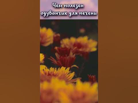Чем полезен одуванчик для печени? #shorts - YouTube