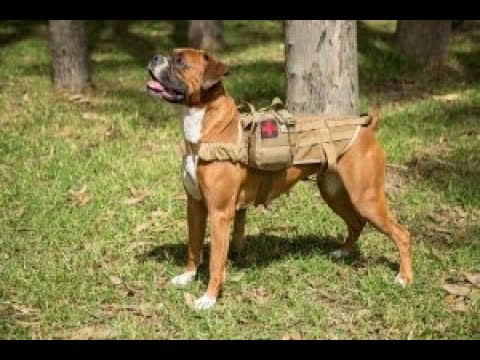 Comparable Resolver Agnes Gray Chaleco canino K9 para todas las razas de perros - YouTube