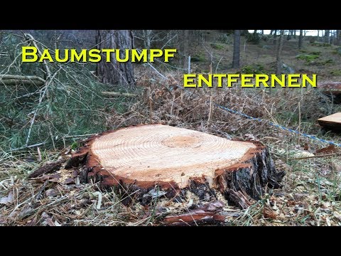 Video: 4 Möglichkeiten, einen Baumstumpf zu töten