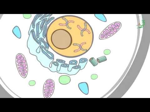 Animation,Grundprinzipien von bioelektrische