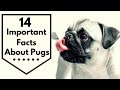 14 Important Facts about Pugs Every New Mom Should to Know