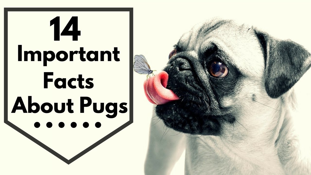 all about pugs facts