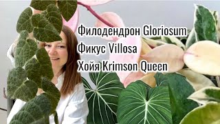 Черенкование, укоренение, опора, пересадка: филодендрон Gloriosum, фикус Villosa, хойя Krimson Queen
