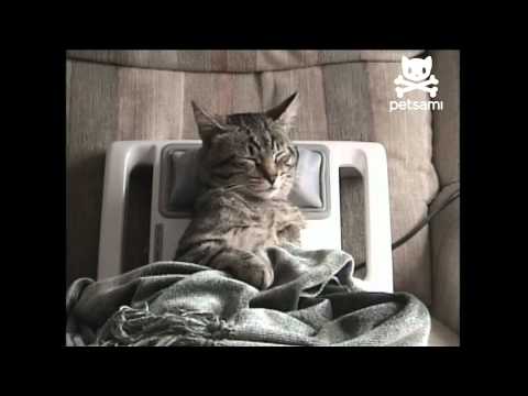 Stressed out kitty gets relaxing massage