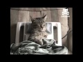 Stressed out kitty gets relaxing massage