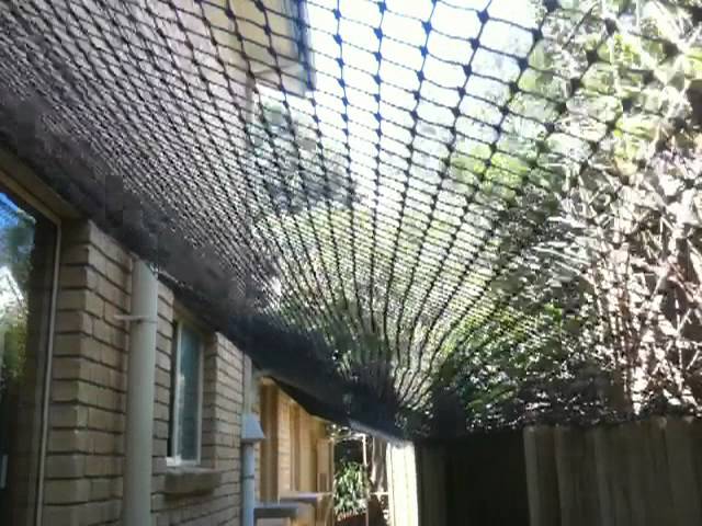 Cat Nets 