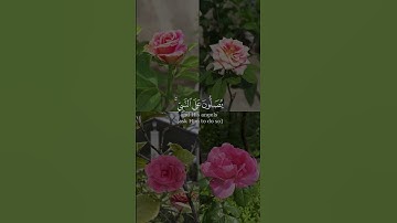 إن الله وملائكته من سورة الاحزاب بصوت مشاري البغلي