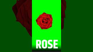 Rose Green Screen #chromaeffect #greenscreen