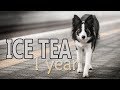 Ice Tea ⚡ Border Collie ⚡ 1 year