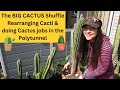 The big cactus shuffle  rearranging cacti  doing cactus jobs in the polytunnel cactus cacti