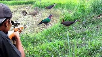BERBURU BURUNG TEKUKUR, BURUNG PUNAI DAN RUAK RUAK‼️long range hunting with air rifle