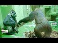Female Gorilla charges forward and takes the Male outside | Monta & Momoka