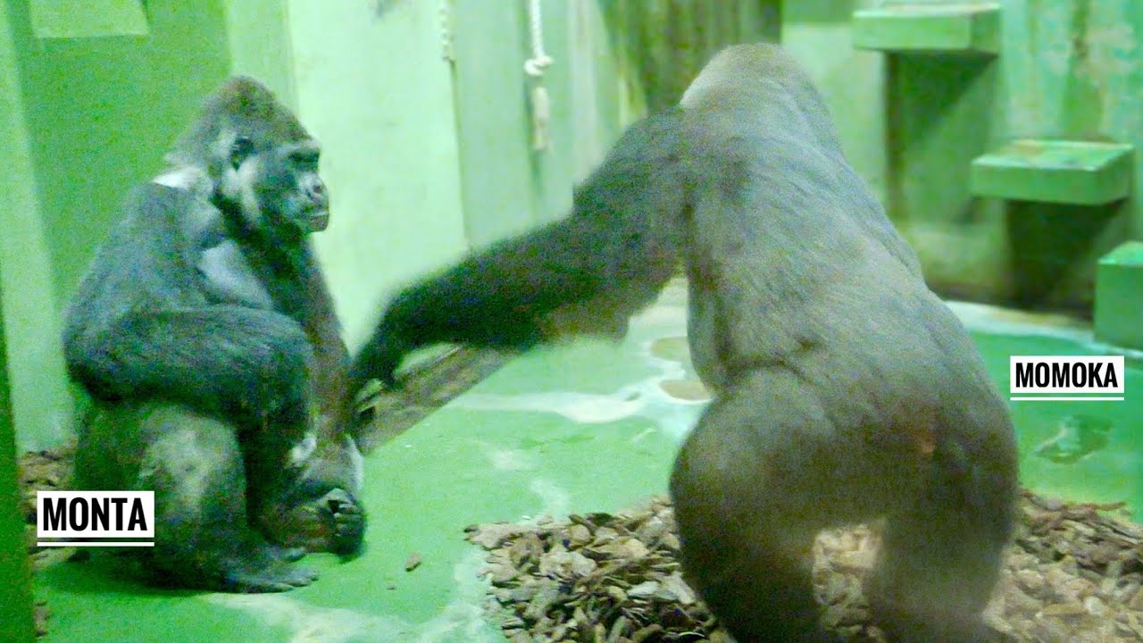 Female Gorilla charges forward and takes the Male outside | Monta & Momoka