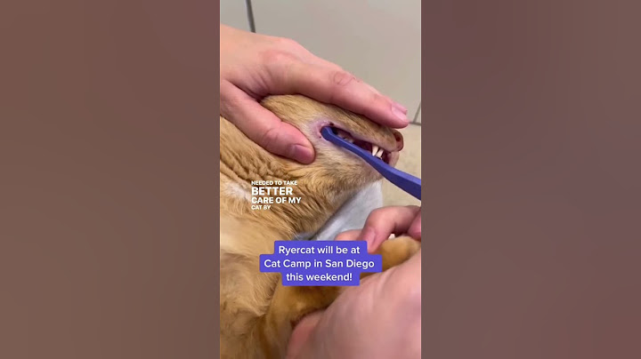 Do You Brush Your Cat’s Teeth? #shorts