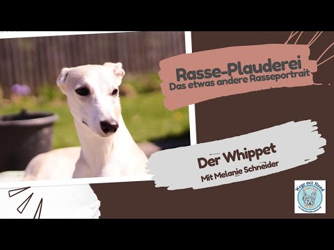 Video: Sind Silken Windhounds gute Distanzhunde?