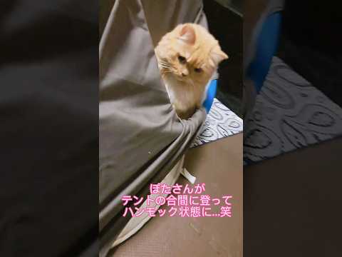 【保護猫】テントの使い方を間違っている猫が可愛くて笑える