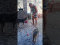 Coloquei ( Petisco) para os cachorros 🐕