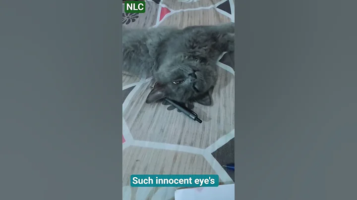 Video 11265671: persian catlover pets, persian cats catlover, persiancat catlife, kitty persiancat, persian kitten, kitty cat bath, kitty cat playing