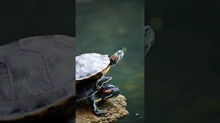 What do I do if I see a wild turtle