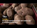 Yacón: así es la transformación del tubérculo a endulzante natural - TvAgro por Juan Gonzalo Angel
