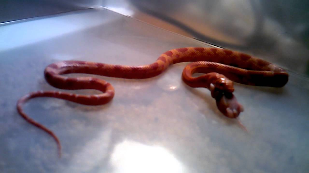 feeding en francais Feeding Corn Snakes& Close up part 2