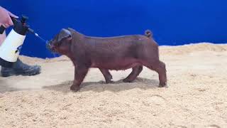 Duroc Gilt 24 7