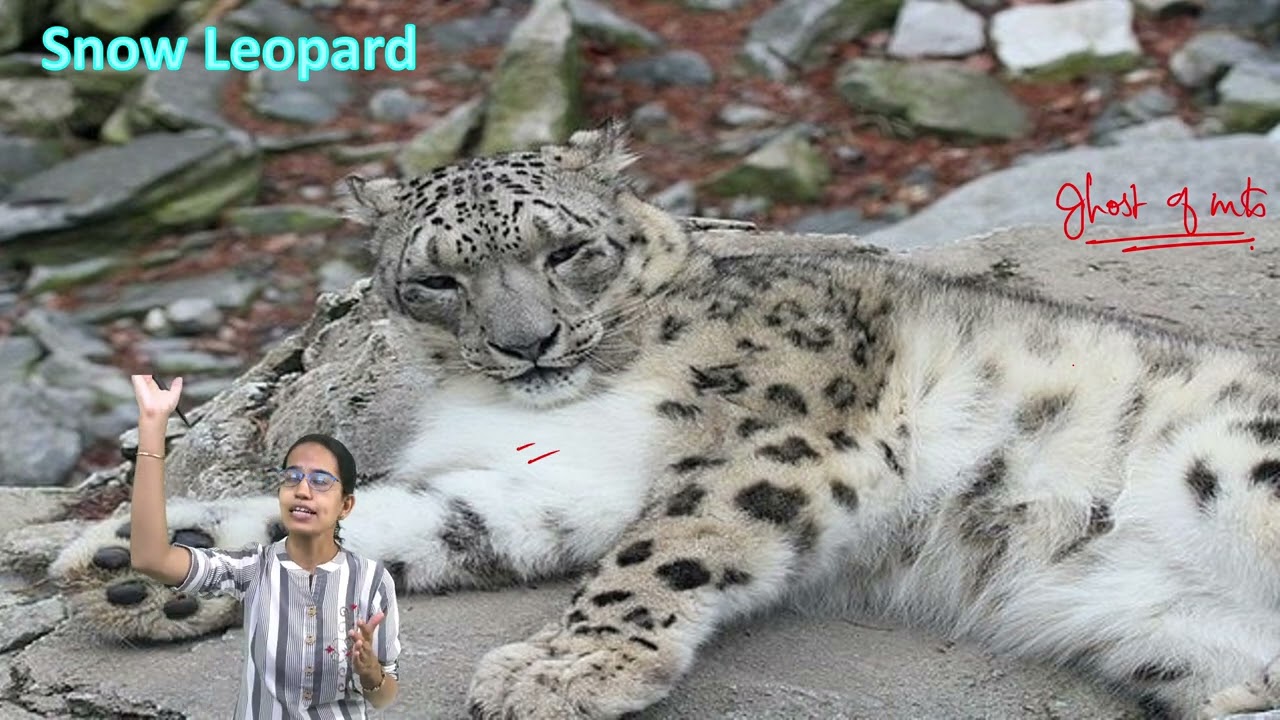 Clouded Leopard or Snow Leopard: Know the Difference | GS | UPSC