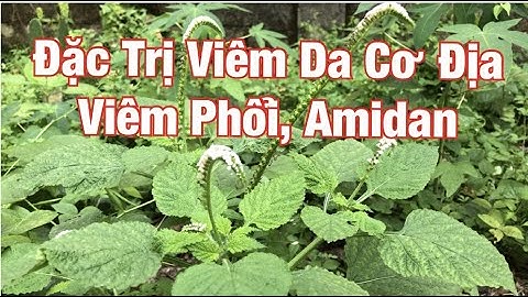 Đặc Trị Viêm Da Cơ Địa, Viêm Phổi, Amidan và Lưu Ý Khi Dùng Cây Vòi Voi