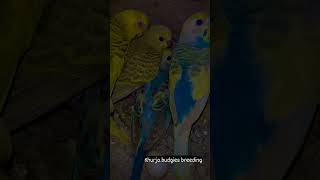 Budgies breeding #youtuber #shorts