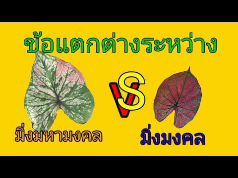 ข้อแตกต่างระหว่าง บอนสีมิ่งมงคลและบอนสีมิ่งมหามงคล @ป้าสุ indy