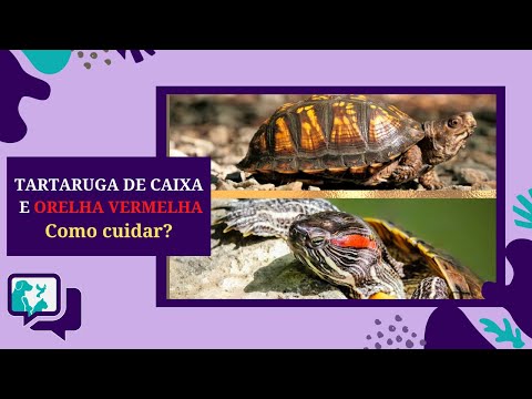 Vídeo: As tartarugas deslizantes comem?