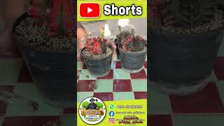 How to propagate cactus plants by separating young shoots from the mother plant. #cactus #cactusp...