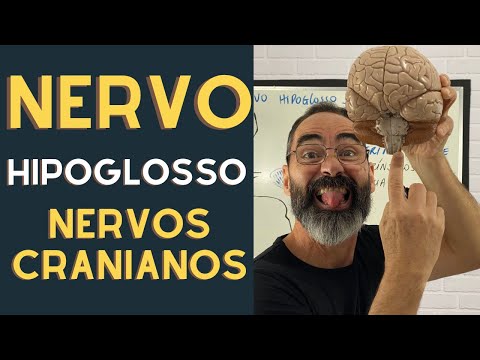 Vídeo: O que inerva o estiloglosso?