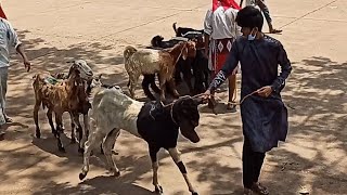 Is Saal Bhi Deonar Market Band Rahegi - Missing Deonar Bakra Mandi ?