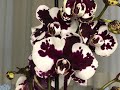 ORCHID &quot;BLACK MAGIC&quot; .  ЧЁРНАЯ МАГИЯ . ОБЗОР НОВОЙ ШИКАРНОЙ ОРХИДЕИ.