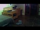 CAT EXPLODES