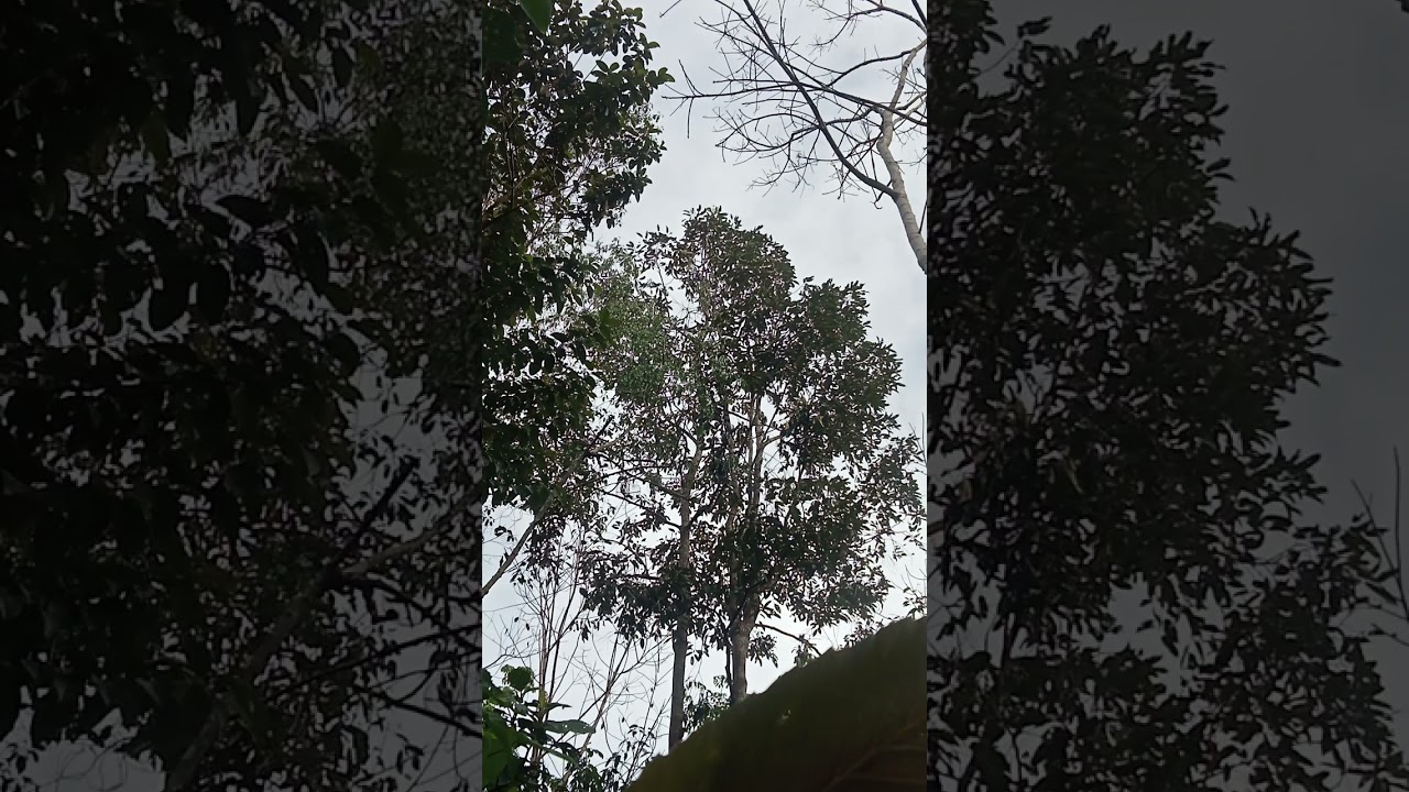 Lama ngga mikat sobat Q,,Skali mikat poin 5 ekor Betet batinanya,,terbaekk ✌️