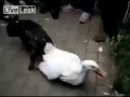 PERRO SE QUEDA PEGADO A PATO