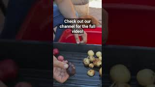 Jaw-dropping surprises from our first potato harvest from our urban homestead