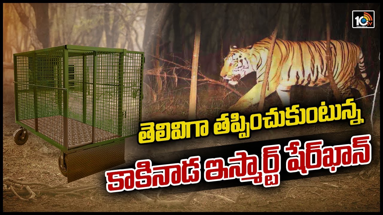 తెలివిగా తప్పించుకుంటున్న కాకినాడ ఇస్మార్ట్ షేర్‎‎ఖాన్ | Special Focus On Kakinada Tiger | 10TV