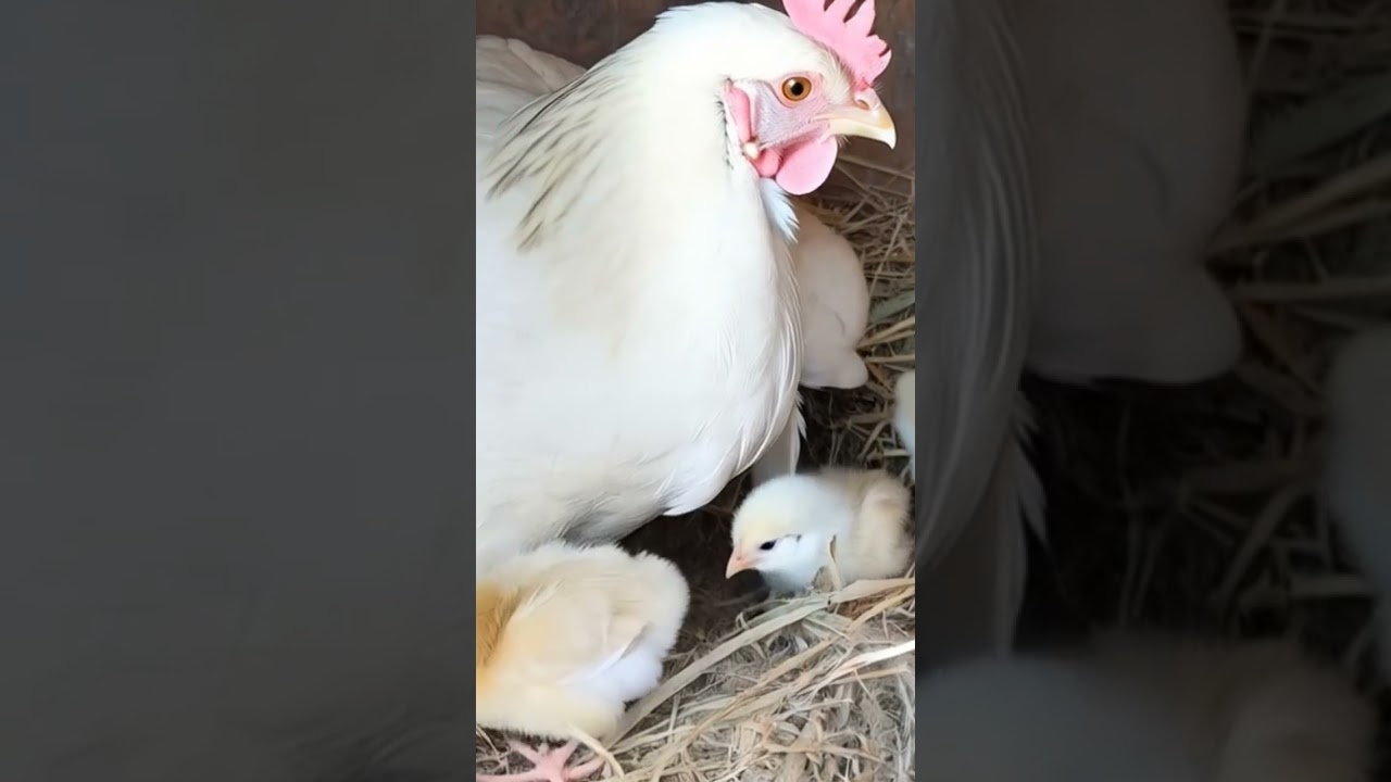 A Mother Hen's Love Story 