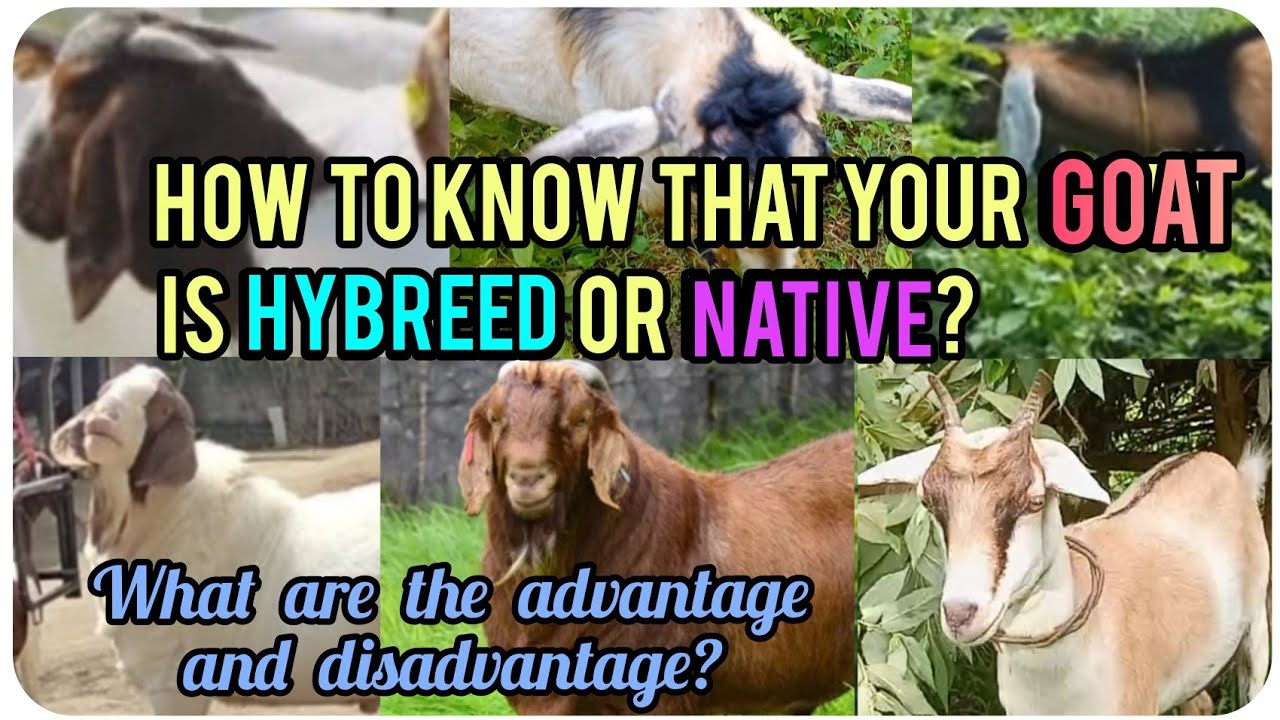 『How to know if your Goat is Native or Hybreed?』〘What are the