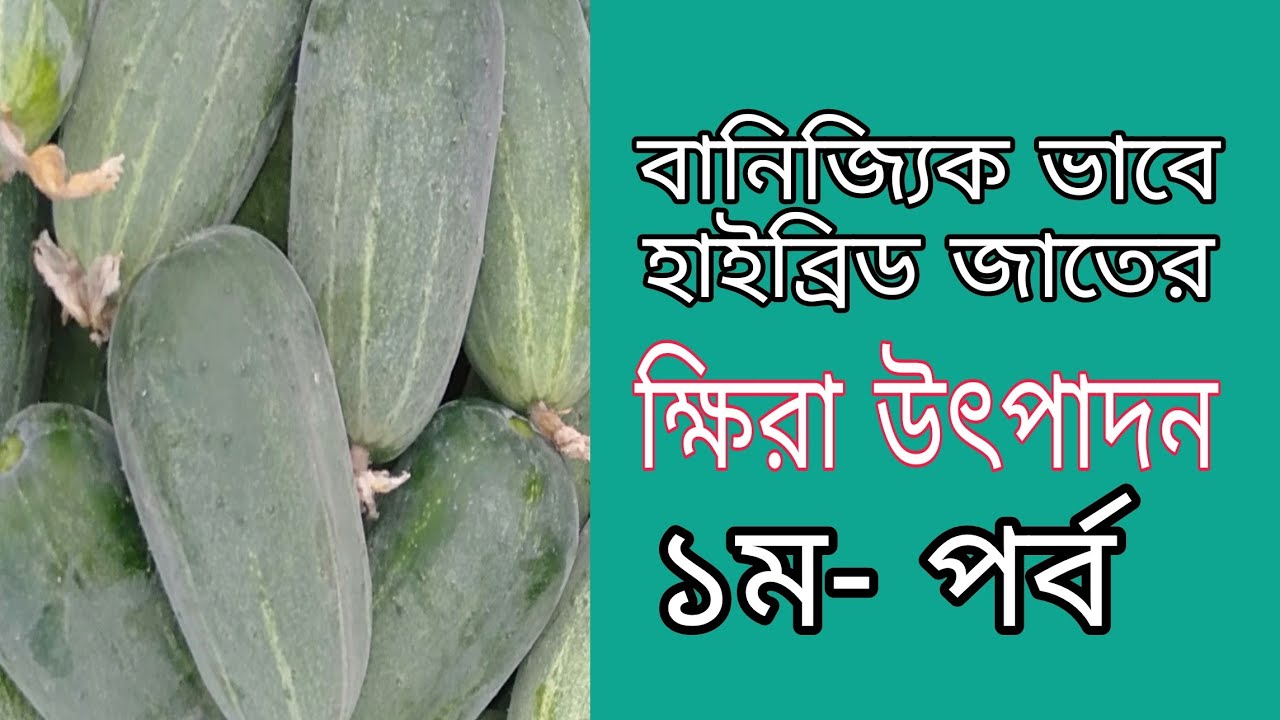 বিভিন্ন ধরনের হাইব্রিড খিঁরা- বীজ সংগ্রহ করতে কল করুন,০১৭৪১১৩১৫২৫ 