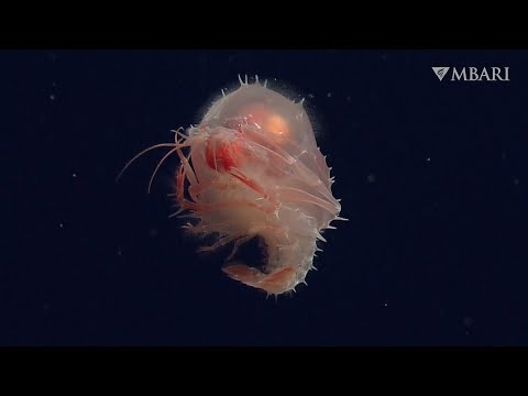 Baby bloom in the deep sea: Survival strategies from the seafloor to the ocean surface and back