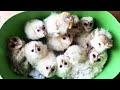Funny Owls & Cute Owls Compilation 2020🦉😂 [Epic Laughs]