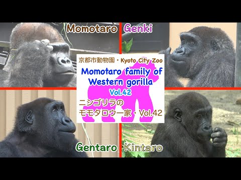 ゴリラ・ゴリラ・ゴリラ mqdefault.jpg