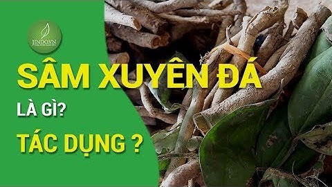 Sâm xuyên đá là gì - Tác dụng, cách dùng sâm nguyên đá tốt nhất