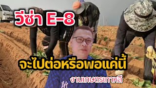 #วีซ่า E-8 #งานเกษตรเกาหลี #งานเกษตรตามฤดูกาลปัจจุบัน#อยากไปเกาหลี